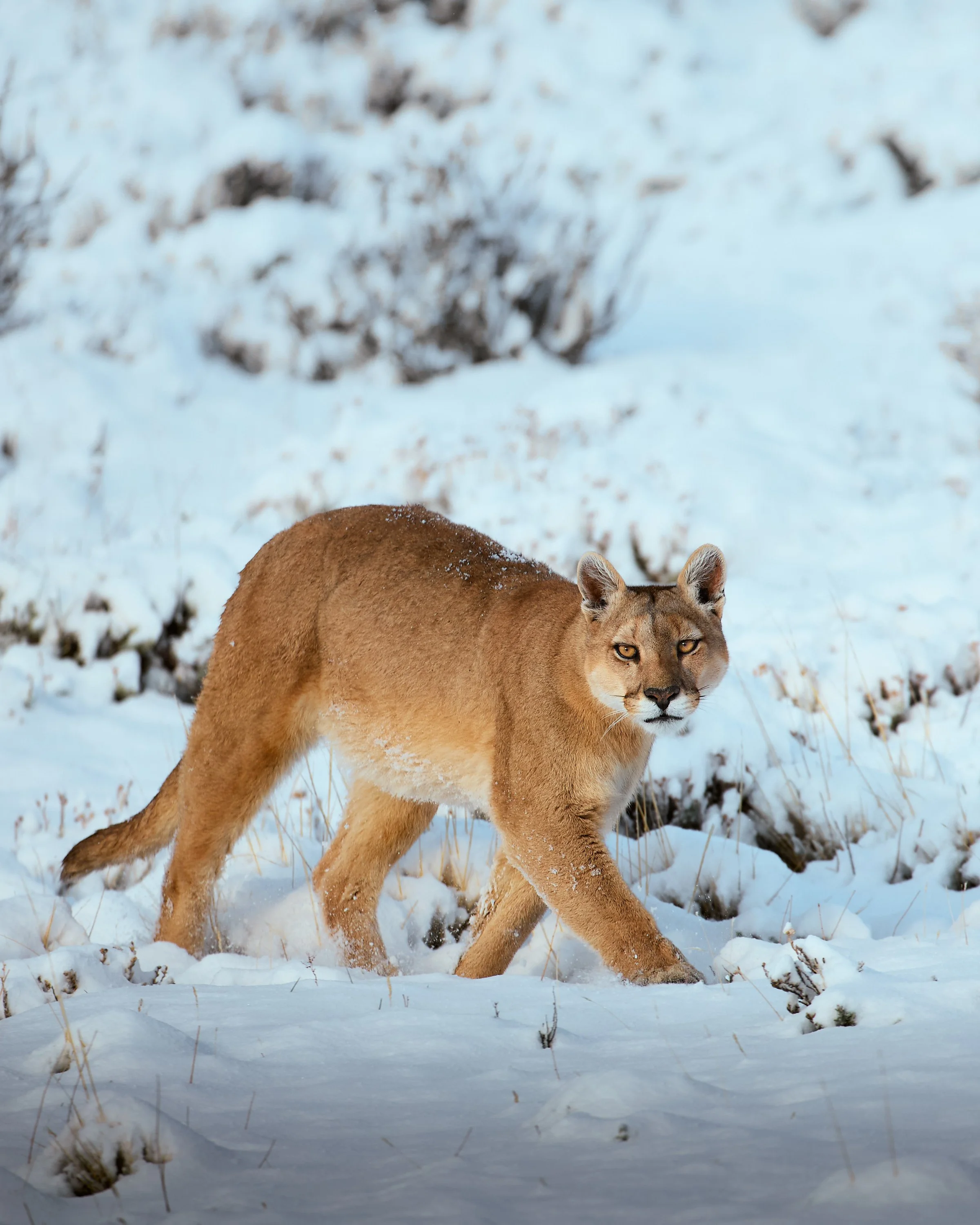 Pumas of Patagonia — Paolo Sartori